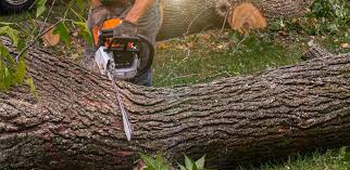 Best Firewood Processing and Delivery  in Fort Mckinley, OH