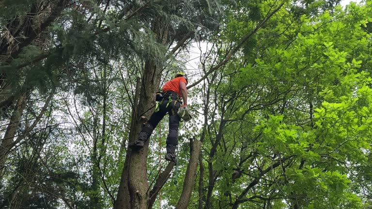 How Our Tree Care Process Works  in  Fort Mckinley, OH